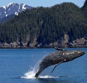 Alaska - Kenai Fjord - humpback whale