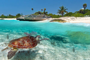 sea turtle and island