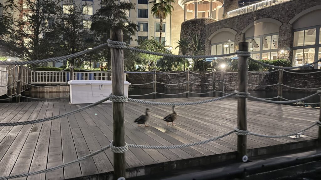 Ducks on a Dock